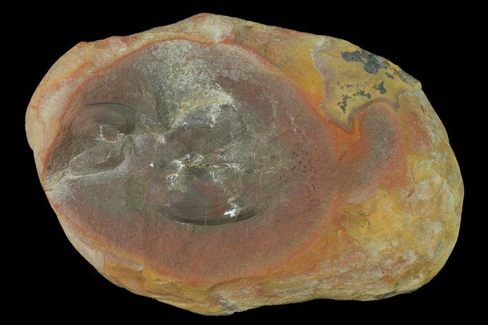 Pennsylvanian Bivalve (Mazonomya) Fossil Nodule - Illinois #142488